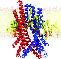 Graphical abstract: Active participation of membrane lipids in inhibition of multidrug transporter P-glycoprotein