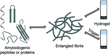 Graphical abstract: Amyloids and their untapped potential as hydrogelators