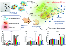 Graphical abstract: Innate immune activation by conditioned medium of cancer cells following combined phototherapy with photosensitizer-loaded gold nanorods