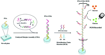Graphical abstract: Dual cascade isothermal amplification reaction based glucometer sensors for point-of-care diagnostics of cancer-related microRNAs
