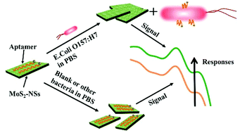 Graphical abstract: Size-dependent optical extinction of MoS2 nanosheets and their aptamer-induced dispersion behavior for the label-free detection of Escherichia coli O157:H7