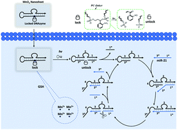 Graphical abstract: A MnO2 nanosheet-mediated photo-controlled DNAzyme for intracellular miRNA cleavage to suppress cell growth