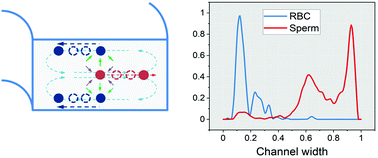 Graphical abstract: High efficiency rare sperm separation from biopsy samples in an inertial focusing device