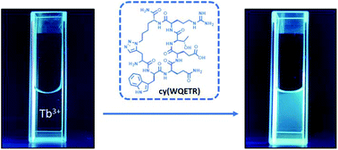 Graphical abstract: A cyclic peptide antenna ligand for enhancing terbium luminescence