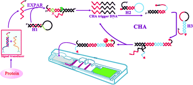 Graphical abstract: Universal point-of-care detection of proteins based on proximity hybridization-mediated isothermal exponential amplification