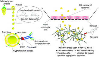 Graphical abstract: Liposomes loaded with polyphenol-rich grape pomace extracts protect from neurodegeneration in a rotenone-based in vitro model of Parkinson's disease