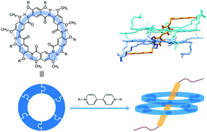 Graphical abstract: Stable pseudo[3]rotaxanes with strong positive binding cooperativity based on shape-persistent aromatic oligoamide macrocycles