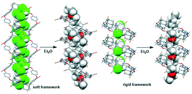 Graphical abstract: Dynamic behavior of macrocycle-based organic frameworks in single-crystal to single-crystal guest exchanges