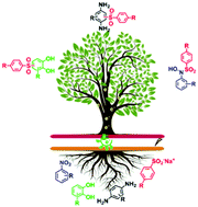 Graphical abstract: Progress and perspectives of electrochemical insights for C–H and N–H sulfonylation