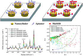 Graphical abstract: New insight into the aptamer conformation and aptamer/protein interaction by surface-enhanced Raman scattering and multivariate statistical analysis