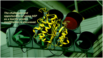 Graphical abstract: Asparaginyl endopeptidases: enzymology, applications and limitations