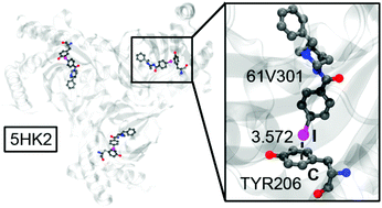 Graphical abstract: Biological halogen bonds in protein–ligand complexes: a combined QTAIM and NCIPlot study in four representative cases