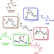 Graphical abstract: On the rearrangements of biologically-relevant vinyl allene oxides to cis-cyclopentenones, ketols, and Favorskii-type carboxylic acids