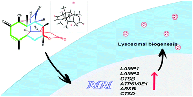 Graphical abstract: Perforalactones D and E, two new C-20 quassinoids with potential activity to induce lysosomal biogenesis from the twigs of Harrisonia perforata (Blanco) Merr.