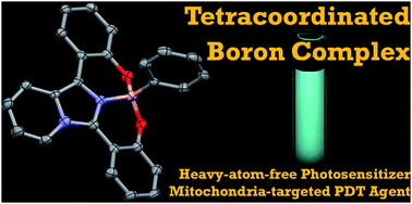 Graphical abstract: Two-photon excitable boron complex based on tridentate imidazo[1,5-a]pyridine ligand for heavy-atom-free mitochondria-targeted photodynamic therapy