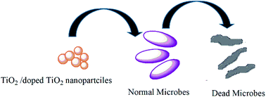 Graphical abstract: Assessing the potential biological activities of TiO2 and Cu, Ni and Cr doped TiO2 nanoparticles