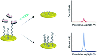 Graphical abstract: An amplification-free ultra-sensitive electrochemical CRISPR/Cas biosensor for drug-resistant bacteria detection