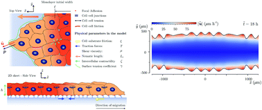 Graphical abstract: Fingering instability in spreading epithelial monolayers: roles of cell polarisation, substrate friction and contractile stresses