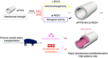 Graphical abstract: Vascular transplantation with dual-biofunctional ePTFE vascular grafts in a porcine model