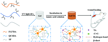 Graphical abstract: A low-swelling and toughened adhesive hydrogel with anti-microbial and hemostatic capacities for wound healing