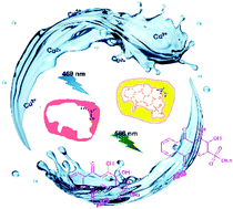 Graphical abstract: Recyclable nanoparticles based on a boronic acid–diol complex for the real-time monitoring of imprinting, molecular recognition and copper ion detection