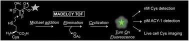 Graphical abstract: Michael addition–elimination–cyclization based turn-on fluorescence (MADELCY TOF) probes for cellular cysteine imaging and estimation of blood serum cysteine and aminoacylase-1