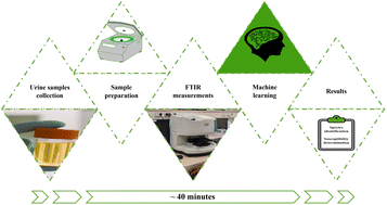 Graphical abstract: Culture-independent susceptibility determination of E. coli isolated directly from patients’ urine using FTIR and machine-learning