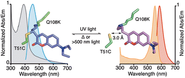 Graphical abstract: Light controlled reversible Michael addition of cysteine: a new tool for dynamic site-specific labeling of proteins