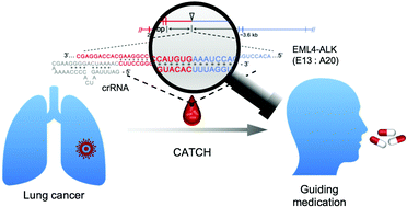 Graphical abstract: CATCH: high specific transcriptome-focused fusion gene variants discrimination