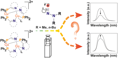 Graphical abstract: Interaction of N-nitrosamines with binuclear copper complexes for luminescent detection