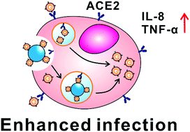 Graphical abstract: Microplastics interact with SARS-CoV-2 and facilitate host cell infection