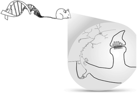 Graphical abstract: Bridging length scales from molecules to the whole organism by cryoCLEM and cryoET