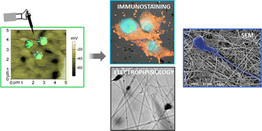 Graphical abstract: Electrostatic polarization fields trigger glioblastoma stem cell differentiation