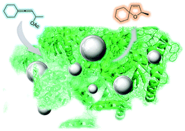 Graphical abstract: Synthesis of silver and gold nanoparticles–enzyme–polymer conjugate hybrids as dual-activity catalysts for chemoenzymatic cascade reactions