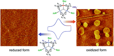 Graphical abstract: Electrochemical atomic force microscopy of two-dimensional trinuclear ruthenium clusters molecular assembly and dynamics under redox state control