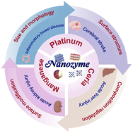 Graphical abstract: Structure design mechanisms and inflammatory disease applications of nanozymes