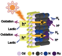 Graphical abstract: Minutely dispersed ruthenium in tremella-like N-doped carbon for enhanced visible-light-driven photocatalytic hydrogen production by CdS quantum dots