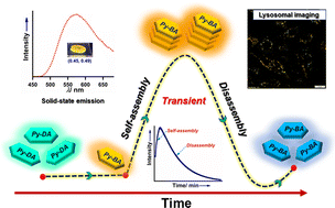 Graphical abstract: Harnessing solution and solid-state emissive materials from aliphatic biogenic amine-induced transient assembly and spontaneous disassembly