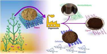 Graphical abstract: Salicornia dolichostachya organosolv fractionation: towards establishing a halophyte biorefinery