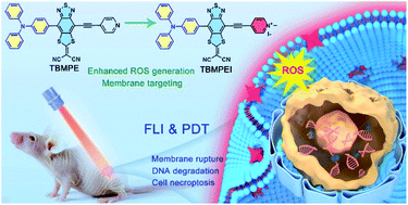 Graphical abstract: A cell membrane-targeting AIE photosensitizer as a necroptosis inducer for boosting cancer theranostics