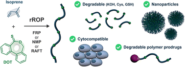 Graphical abstract: Degradable polyisoprene by radical ring-opening polymerization and application to polymer prodrug nanoparticles