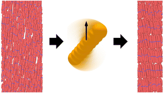 Graphical abstract: Positional ordering induced by dynamic steric interactions in superparamagnetic rods