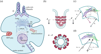 Graphical abstract: Formation of protein-mediated bilayer tubes is governed by a snapthrough transition