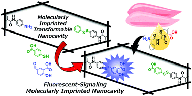 Graphical abstract: A molecularly imprinted nanocavity with transformable domains that fluorescently indicate the presence of antibiotics in meat extract samples