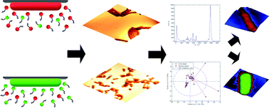 Graphical abstract: Raman and scanning probe microscopy for differentiating surface imprints of E. coli and B. cereus