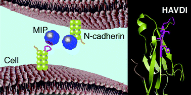 Graphical abstract: Molecularly imprinted polymer nanogels targeting the HAV motif in cadherins inhibit cell–cell adhesion and migration