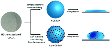 Graphical abstract: Hollow protein microparticles formed through cross-linking by an Au3+ initiated redox reaction