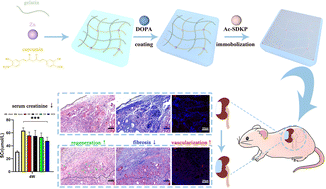 Graphical abstract: A biomimetic double network hydrogel ameliorates renal fibrosis and promotes renal regeneration