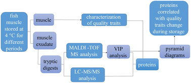 Graphical abstract: A strategy to link the changes in the quality traits of Japanese sea bass (Lateolabrax japonicus) muscle and proteins in its exudate during cold storage using mass spectrometry
