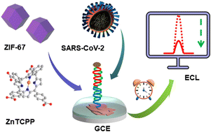 Graphical abstract: Post-synthetic modification-driven ZIF reconstruction and functionalization for efficient SARS-CoV-2 ECL detection